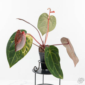 Variegated Anthurium Red Velvet Cake '24' x Zara '29' by DocBlock® (wk24-UI)
