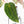 Variegated Anthurium Red Velvet Cake '24' x Zara '29' by DocBlock® (wk24-UI)