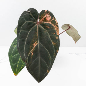 Variegated Anthurium Red Velvet Cake '24' x Zara '29' by DocBlock® (wk32-U104)