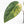 Variegated Anthurium Red Velvet Cake '24' x Zara '29' by DocBlock® (wk24-UI)
