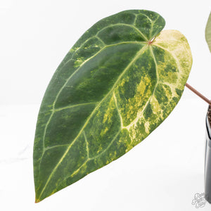 Variegated Anthurium Red Velvet Cake '24' x Zara '29' by DocBlock® (wk24-UI)