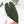Variegated Anthurium Red Velvet Cake '24' x Zara '29' by DocBlock® (wk32-U104)