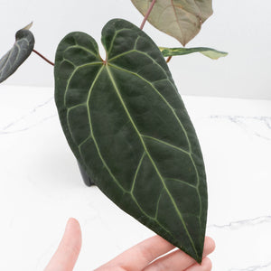 Variegated Anthurium Red Velvet Cake '24' x Zara '29' by DocBlock® (wk32-U104)