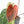 Variegated Anthurium Red Velvet Cake '24' x Zara '29' by DocBlock® (wk24-UI)