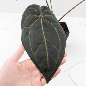 Variegated Anthurium Red Velvet Cake '24' x Zara '29' by DocBlock® (wk32-U104)