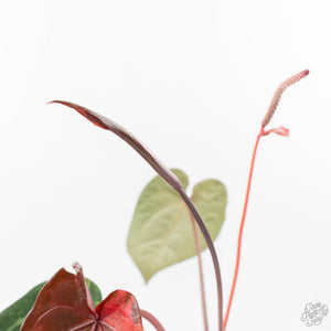 Variegated Anthurium Red Velvet Cake '24' x Zara '29' by DocBlock® (wk24-UI)