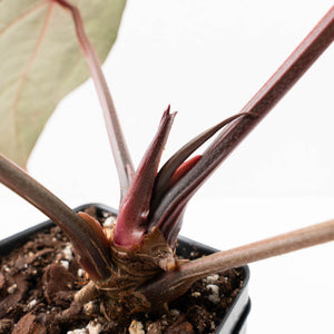 Variegated Anthurium Red Velvet Cake '24' x Zara '29' by DocBlock® (wk32-U104)