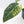 Variegated Anthurium Red Velvet Cake '24' x Zara '29' by DocBlock® (wk32-U104)