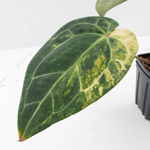 Variegated Anthurium Red Velvet Cake '24' x Zara '29' by DocBlock® (wk32-U104)