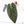 Variegated Anthurium Red Velvet Cake '24' x Zara '29' by DocBlock® (wk24-UI)