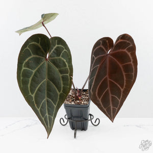 Variegated Anthurium Red Velvet Cake '24' x Zara '29' by DocBlock® (wk26-E)