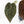 Variegated Anthurium Red Velvet Cake '24' x Zara '29' by DocBlock® (wk26-E)