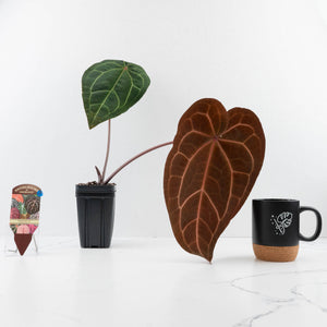 Anthurium Red Velvet Cake '24' x Zara '29' by DocBlock® (wk30-I)