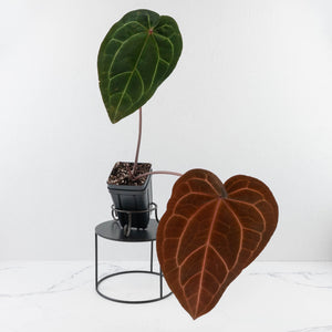 Anthurium Red Velvet Cake '24' x Zara '29' by DocBlock® (wk30-I)