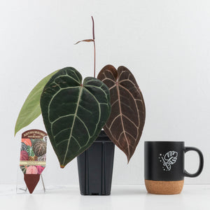 Anthurium Red Velvet Cake '24' x Zara '29' by DocBlock® (wk31-J)