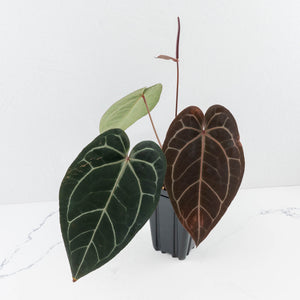 Anthurium Red Velvet Cake '24' x Zara '29' by DocBlock® (wk31-J)