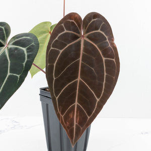 Anthurium Red Velvet Cake '24' x Zara '29' by DocBlock® (wk31-J)