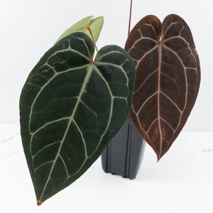 Anthurium Red Velvet Cake '24' x Zara '29' by DocBlock® (wk31-J)