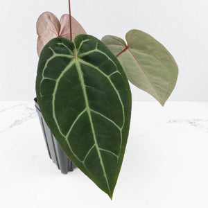 Anthurium Red Velvet Cake '24' x Zara '29' by DocBlock® (wk31-J)