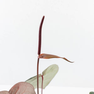 Anthurium Red Velvet Cake '24' x Zara '29' by DocBlock® (wk31-J)
