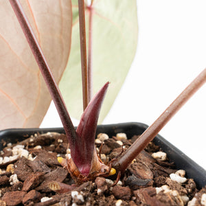 Anthurium Red Velvet Cake '24' x Zara '29' by DocBlock® (wk31-J)