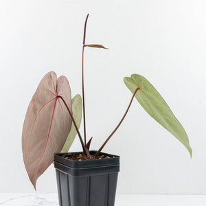 Anthurium Red Velvet Cake '24' x Zara '29' by DocBlock® (wk31-J)