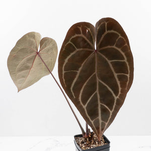 Variegated Anthurium Red Velvet Cake '24' x Zara '29' by DocBlock® (wk34-L37)