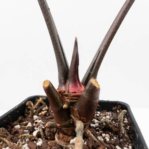 Variegated Anthurium Red Velvet Cake '24' x Zara '29' by DocBlock® (wk34-L37)