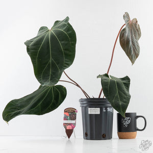 Anthurium  Red Velvet Cake '24' x Zara '3' x Black Widow '43' by DocBlock (wk41-L358)