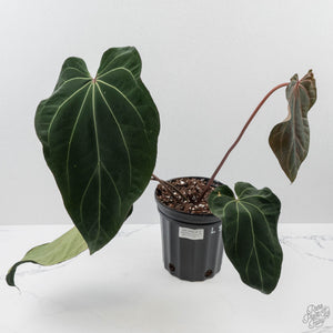 Anthurium  Red Velvet Cake '24' x Zara '3' x Black Widow '43' by DocBlock (wk41-L358)