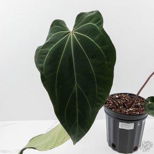 Anthurium  Red Velvet Cake '24' x Zara '3' x Black Widow '43' by DocBlock (wk41-L358)