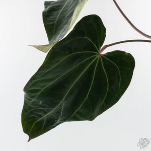 Anthurium  Red Velvet Cake '24' x Zara '3' x Black Widow '43' by DocBlock (wk41-L358)