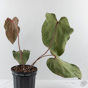 Anthurium  Red Velvet Cake '24' x Zara '3' x Black Widow '43' by DocBlock (wk41-L358)