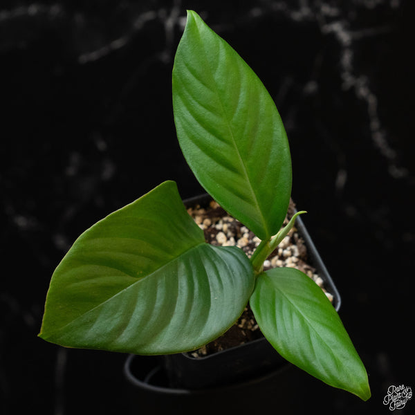 Rhaphidophora foraminifera *Grower's choice*
