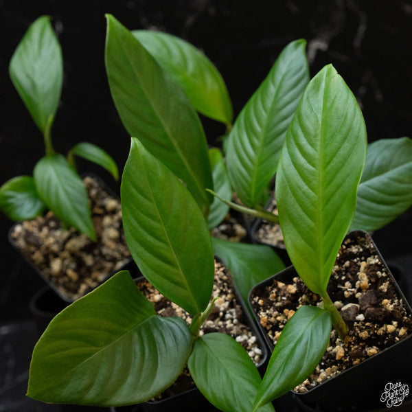 Rhaphidophora foraminifera *Grower's choice*