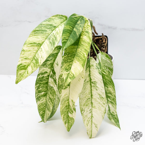 Rhaphidophora Foraminifera Albo Marble Variegated (wk5-L)