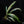 Rhaphidophora megasperma variegated *Grower's choice*