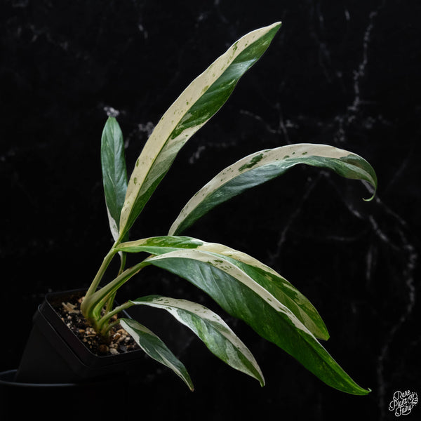 Rhaphidophora megasperma variegated *Grower's choice*