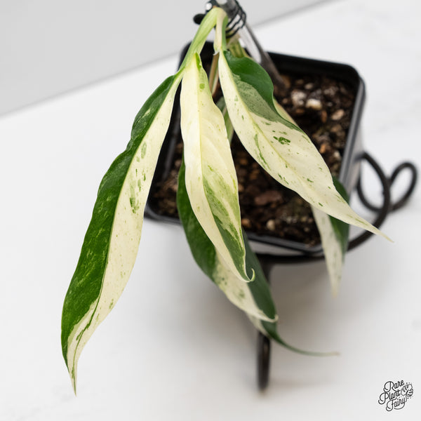 Rhaphidophora megasperma albo variegated (wk5-N)