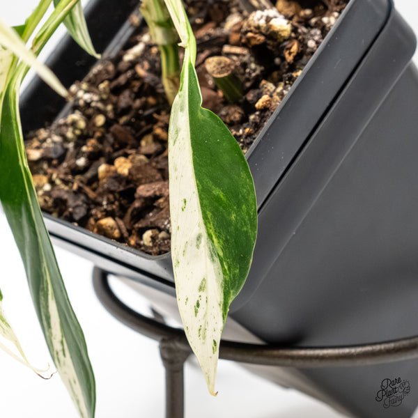 Rhaphidophora megasperma albo variegated (wk5-N)