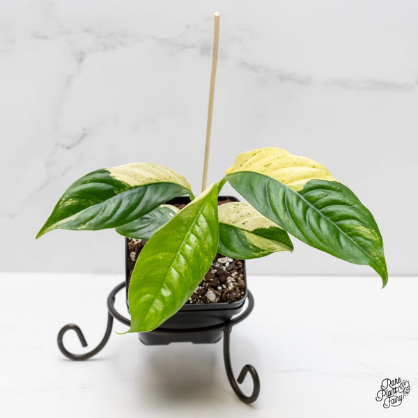 Rhaphidophora Puberula Albo Variegated (wk5-O)