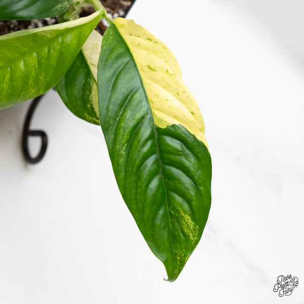 Rhaphidophora Puberula Albo Variegated (wk5-O)