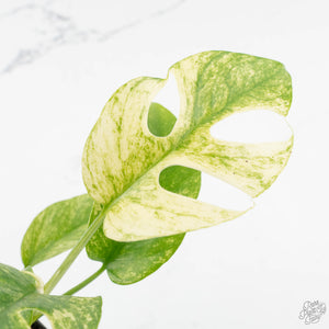 Rhaphidophora Tetrasperma 'White Monster' (wk16-E)