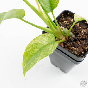 Rhaphidophora Tetrasperma 'White Monster' (wk16-E)