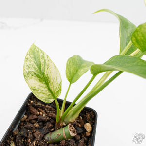 Rhaphidophora Tetrasperma 'White Monster' (wk16-E)