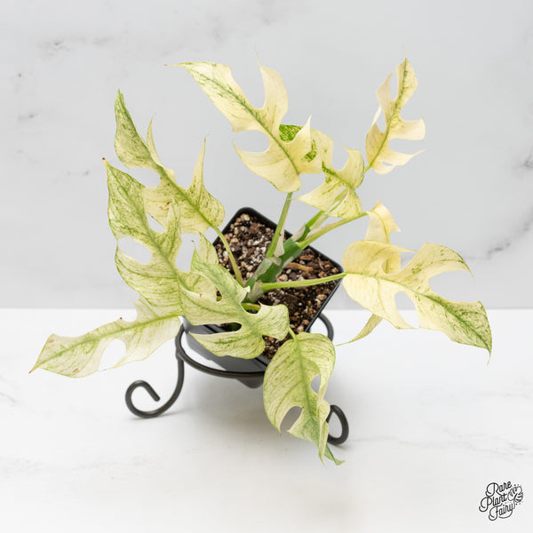 Rhaphidophora Tetrasperma 'White Monster' (wk51-E)