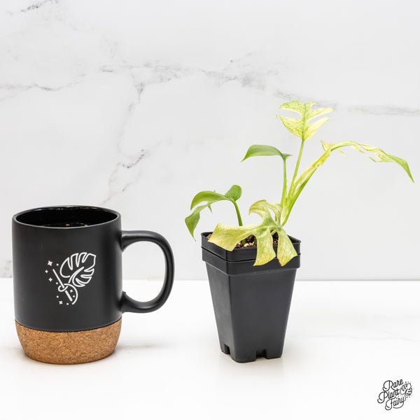 Rhaphidophora Tetrasperma 'White Monster' (wk6-A)