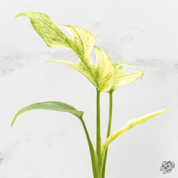 Rhaphidophora Tetrasperma 'White Monster' (wk6-A)