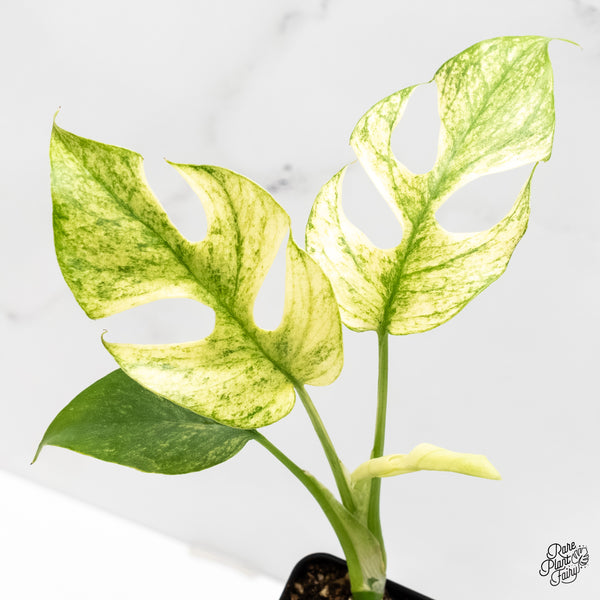 Rhaphidophora Tetrasperma 'White Monster' (wk6-A)