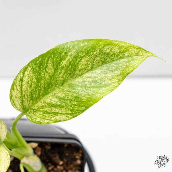 Rhaphidophora Tetrasperma 'White Monster' (wk6-B)